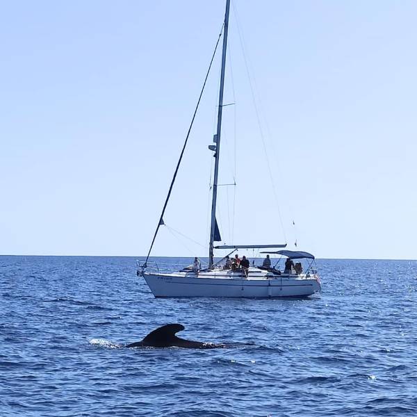 Encounter with Whales and Dolphins