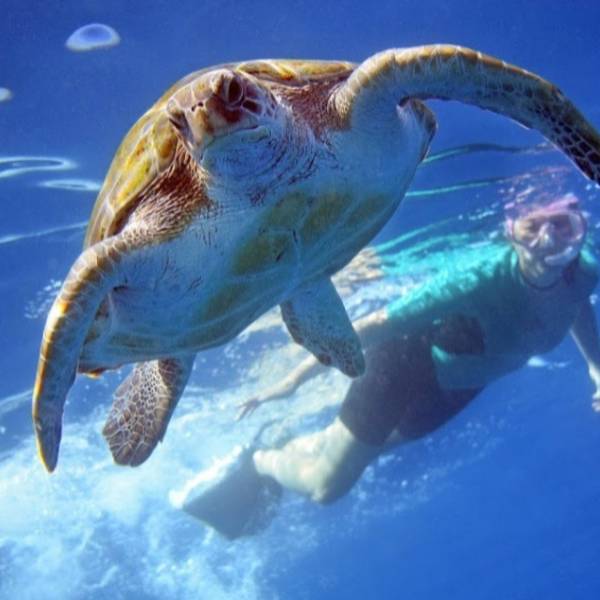 Scuba diving